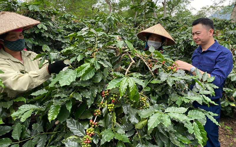Nhờ triển khai đúng định hướng mục tiêu Nghị quyết Đảng bộ huyện, Mường Ảng giữ vững diện tích cà-phê hiện có, đem lại năng suất cao, ổn định. (Ảnh: Lê Lan)