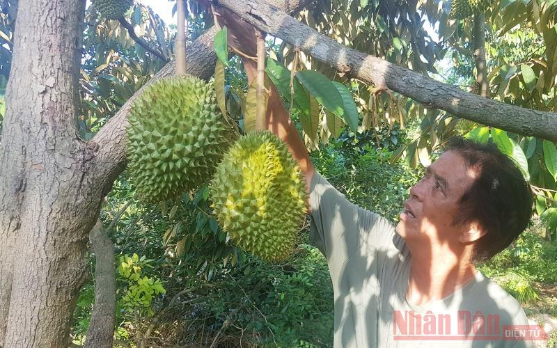 Ông Tạo luôn để sầu chín rụng mới mang vào nhà.