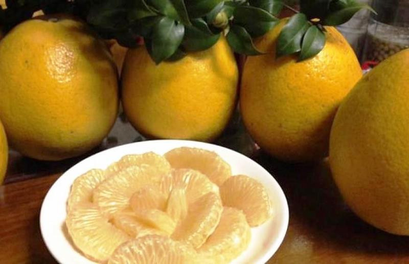 Hà Nội phát triển diện tích trồng bưởi đặc sản