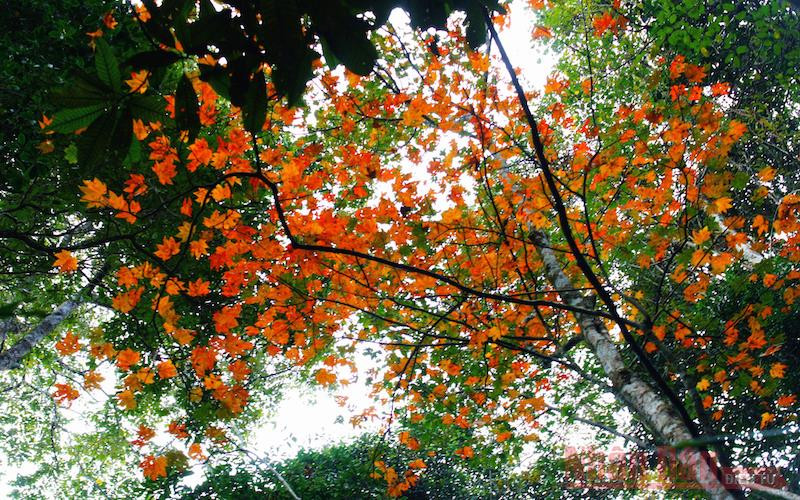 Theo dấu chân đoàn quân Tây Tiến, chinh phục đỉnh Pha Luông mùa lá phong