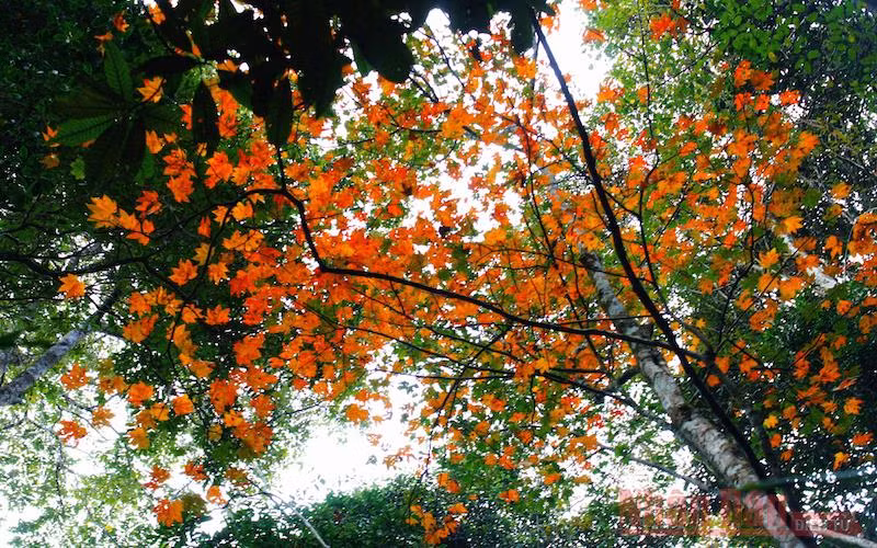 Theo dấu chân đoàn quân Tây Tiến, chinh phục đỉnh Pha Luông mùa lá phong