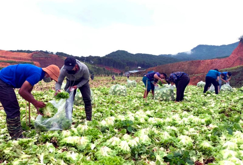 Áo xanh tình nguyện trên những cánh đồng rau được người dân Lâm Đồng hỗ trợ các vùng dịch.
