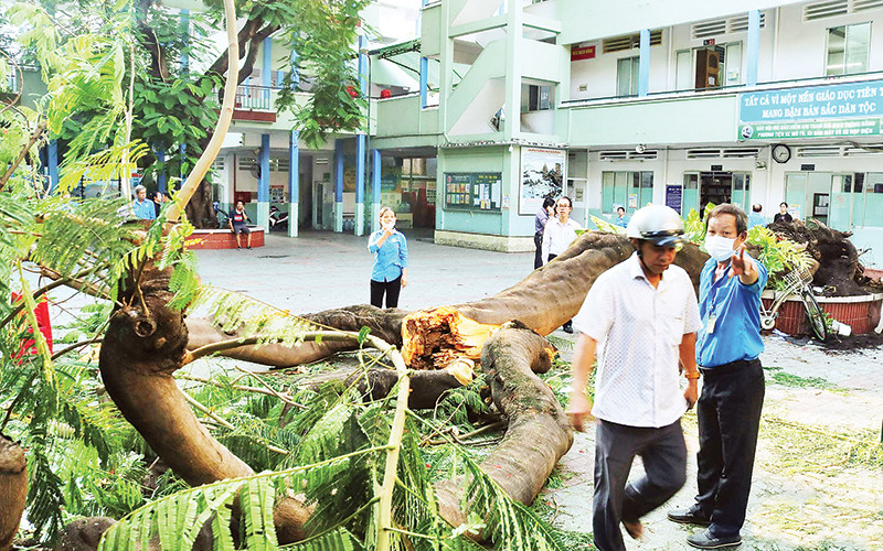 Để xảy ra cây phượng vĩ đổ gãy khiến học sinh tử vong, thầy hiệu trưởng Trường THCS Bạch Đằng (quận 3, TP Hồ Chí Minh) đã nhận trách nhiệm. Ảnh: Trọng Nhân 