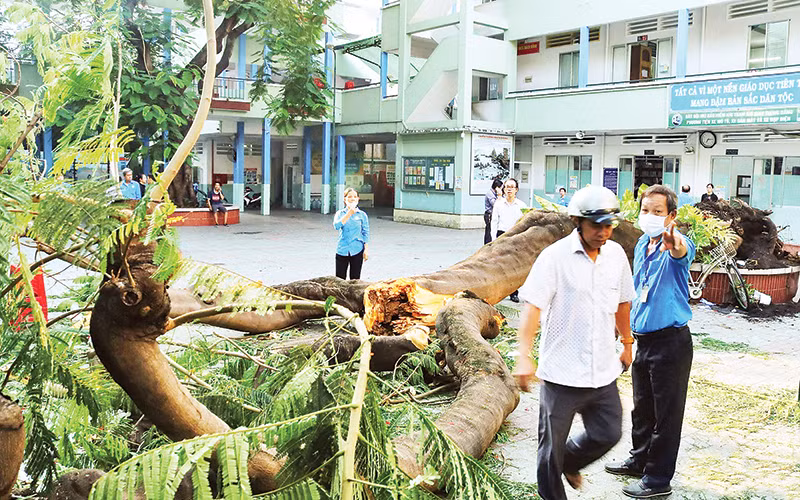 Để xảy ra cây phượng vĩ đổ gãy khiến học sinh tử vong, thầy hiệu trưởng Trường THCS Bạch Đằng (quận 3, TP Hồ Chí Minh) đã nhận trách nhiệm. Ảnh: Trọng Nhân 