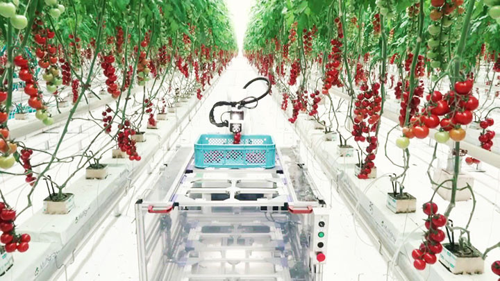 Nhà kính của Công ty Bell Farm đặt tại tỉnh Shizuoka. Ảnh: BBC