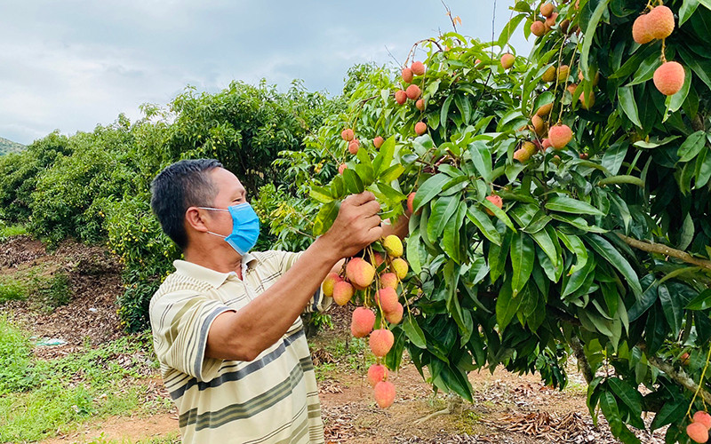 Người dân Bắc Giang thu hoạch vải thiều.