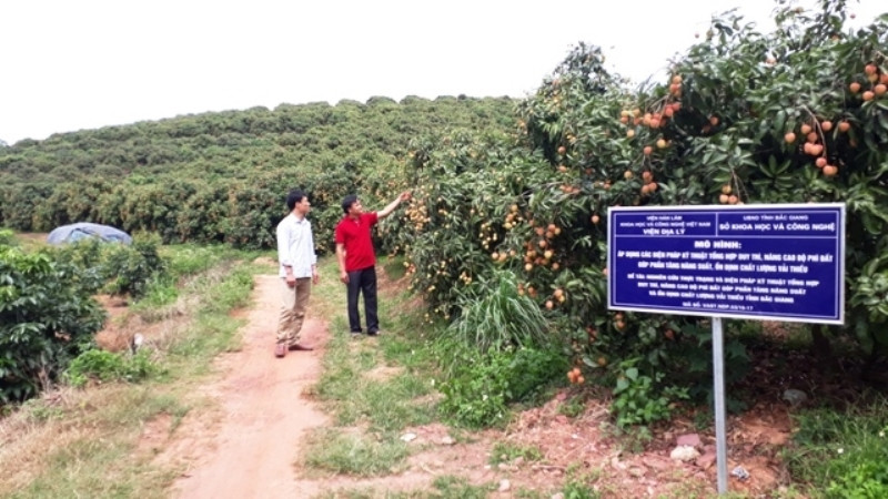 Một vườn vải ở Bắc Giang. (Ảnh minh họa)