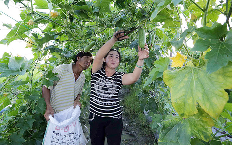 Gia đình anh Thạch Hoài Phong (dân tộc Khmer, ở xã Thuận Hòa, huyện Cầu Ngang, tỉnh Trà Vinh) vay vốn ưu đãi đầu tư trồng cà tím, đậu bắp, bí... đạt hiệu quả kinh tế cao . Ảnh: Trần Việt