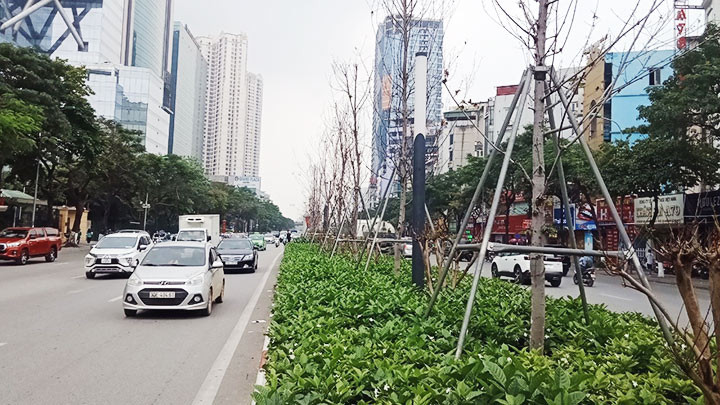 Việc quy hoạch cây xanh đô thị cần chiến lược bài bản, hợp lý để phát triển bền vững.