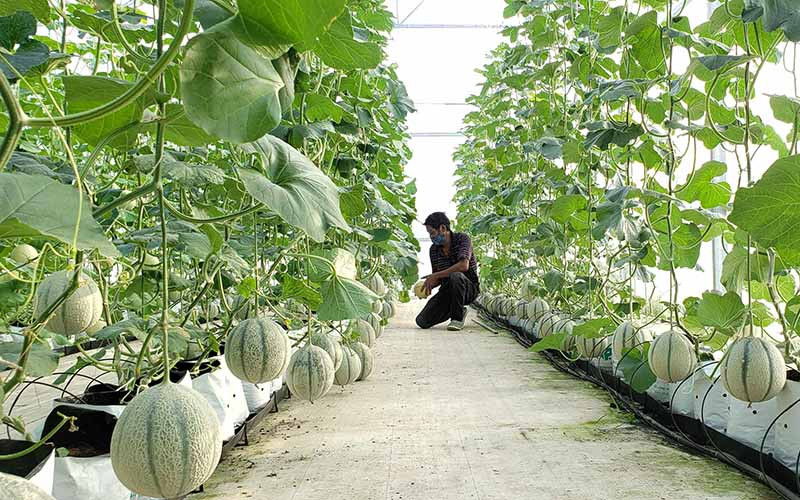 Trồng dưa lưới ứng dụng công nghệ cao tại Hợp tác xã rau hoa củ quả Hòa Vang