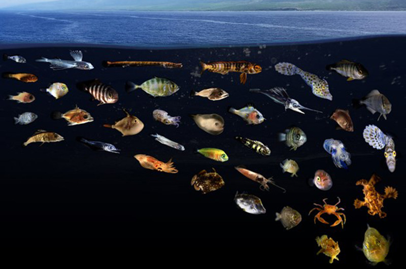 Ảnh minh họa. (Nguồn: news.asu.edu)