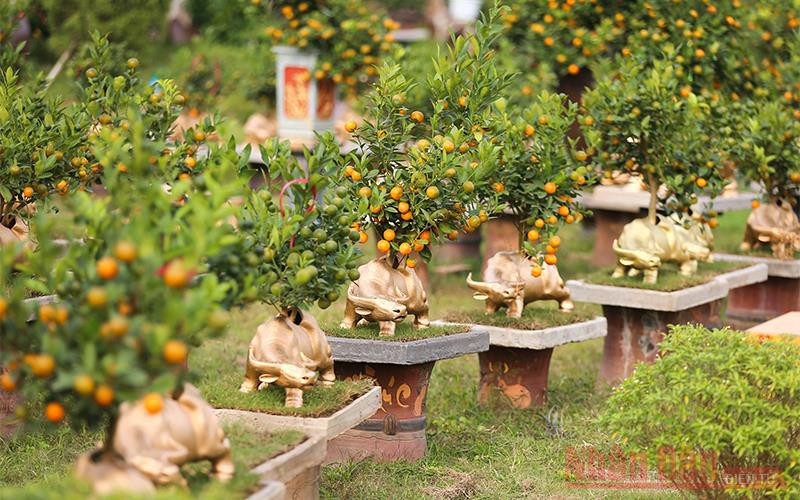 Quất Tứ Liên leo lưng “trâu vàng” đón tết Tân Sửu 2021