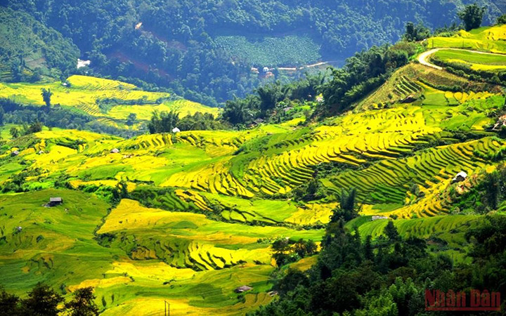 Ruộng bậc thang mùa lúa chín ở huyện Bát Xát, Lào Cai (Ảnh: Quốc Hồng).