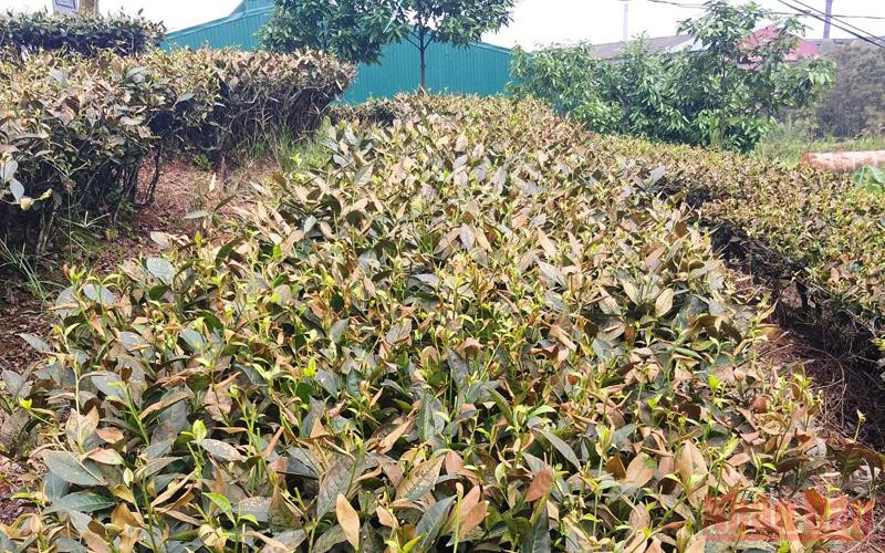Vườn chè của người dân ở thôn Phú Hà 1 bị táp lá, khô héo. (Ảnh: TL)