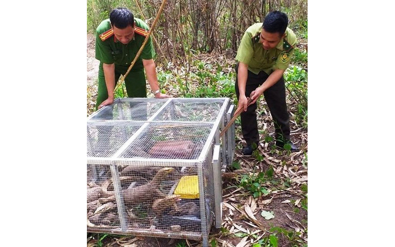 Lực lượng chức năng tiến hành thả kỳ đà vân tịch thu được về môi trường tự nhiên.