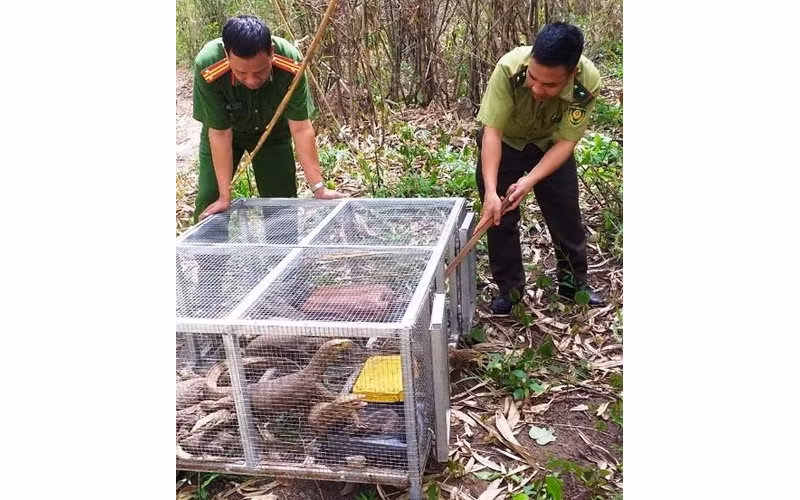 Lực lượng chức năng tiến hành thả kỳ đà vân tịch thu được về môi trường tự nhiên.