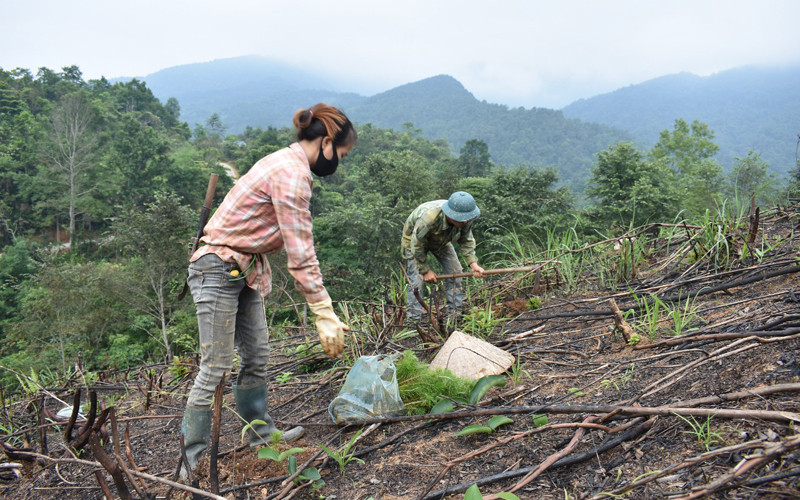 Người dân xã Vân Tùng, huyện Ngân Sơn trồng rừng mới với giống cây thông. 