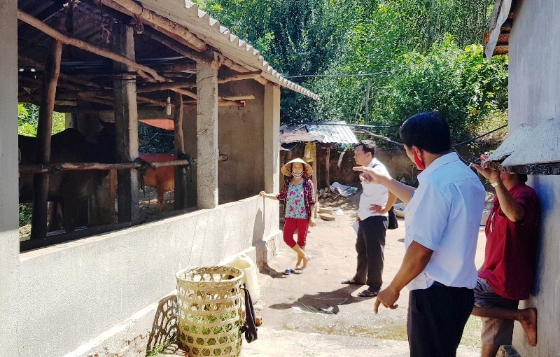 Cán bộ Thú y Phú Yên xuống tận thôn, buôn kiểm tra, hướng dẫn bà con điều trị cho bò bệnh và phòng, chống dịch.
