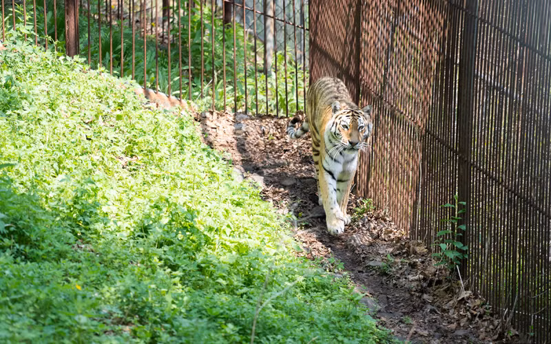 Một chú hổ Amur trong công viên Safari Primorsky. (Ảnh: Thanh Thể)