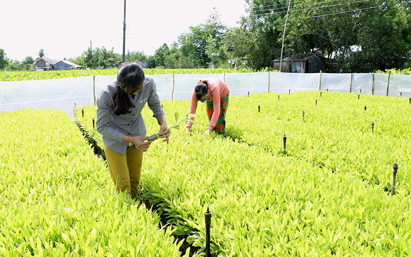 Chăm sóc vườn ươm cây chất lượng cao tại Công ty TNHH U Minh Hạ, Cà Mau.