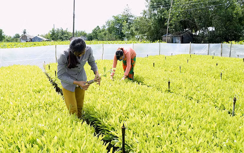 Chăm sóc vườn ươm cây chất lượng cao tại Công ty TNHH U Minh Hạ, Cà Mau.