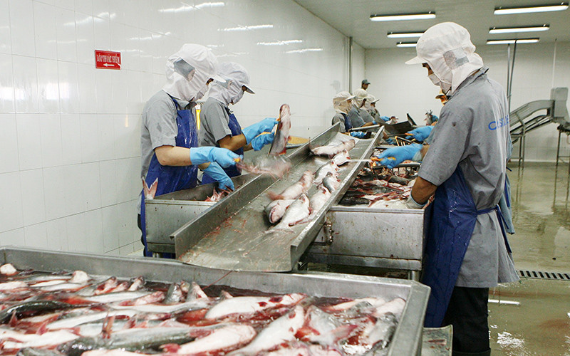 Chế biến cá tra xuất khẩu tại Công ty cổ phần xuất nhập khẩu Thủy sản Cần Thơ (thành phố Cần Thơ). (Ảnh Trần Tuấn)