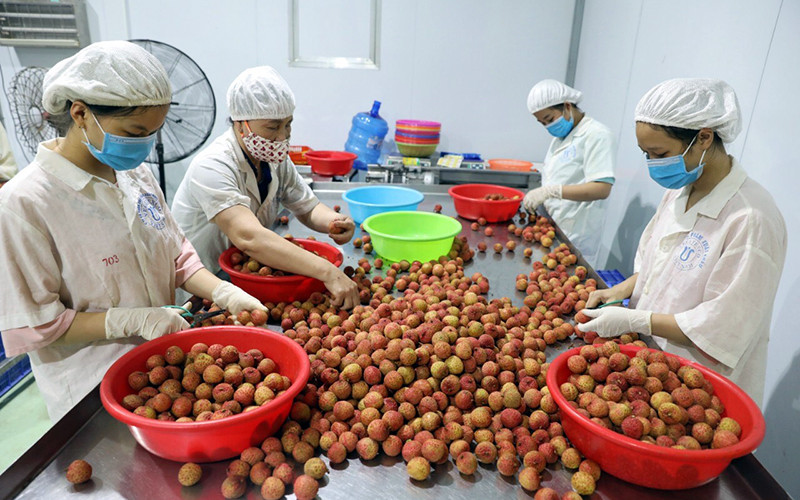 Chế biến vải thiều xuất khẩu sang thị trường châu Âu tại huyện Lục Ngạn. (Ảnh ÐẶNG GIANG)