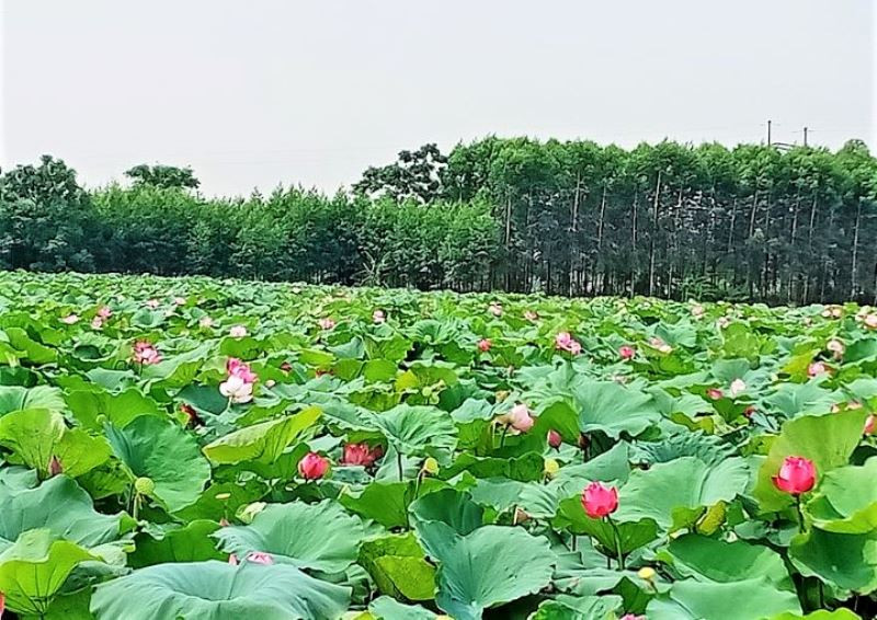 Mùa sen thơm ngát ở tâm dịch Covid-19