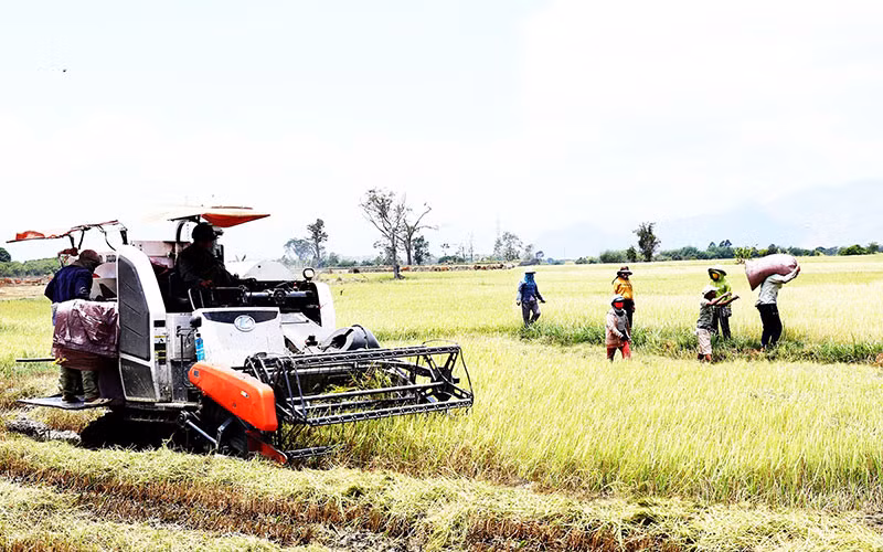 Ðồng bào dân tộc Raglai (xã Phước Tiến, huyện Bác Ái, tỉnh Ninh Thuận) thu hoạch lúa bằng máy. 