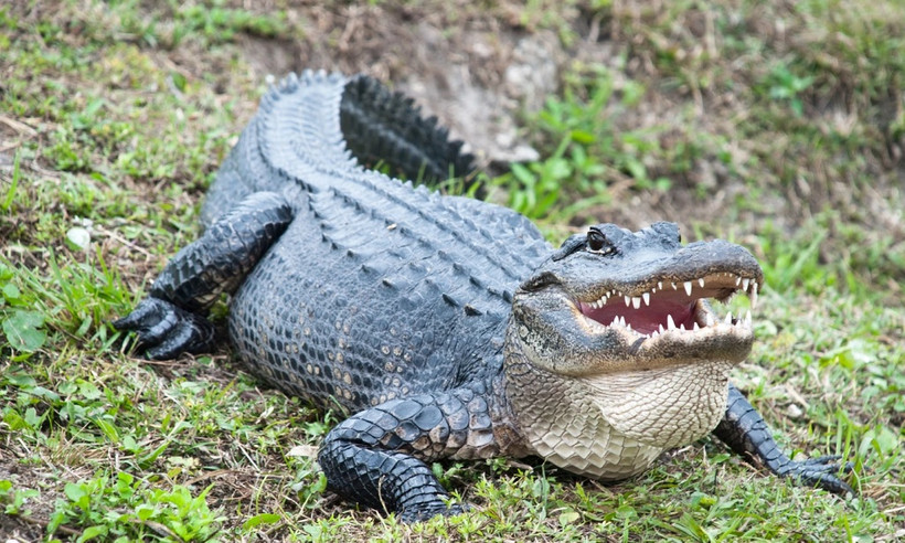 Ảnh: Depositphotos.