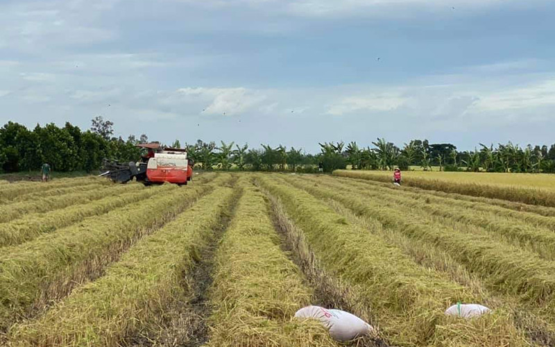 Thu hoạch lúa tại xã Mỹ Đông, huyện Tháp Mười, Đồng Tháp.