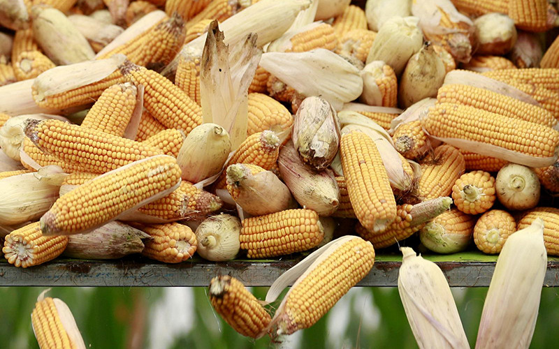 Ảnh minh họa. (Ảnh: Reuters).