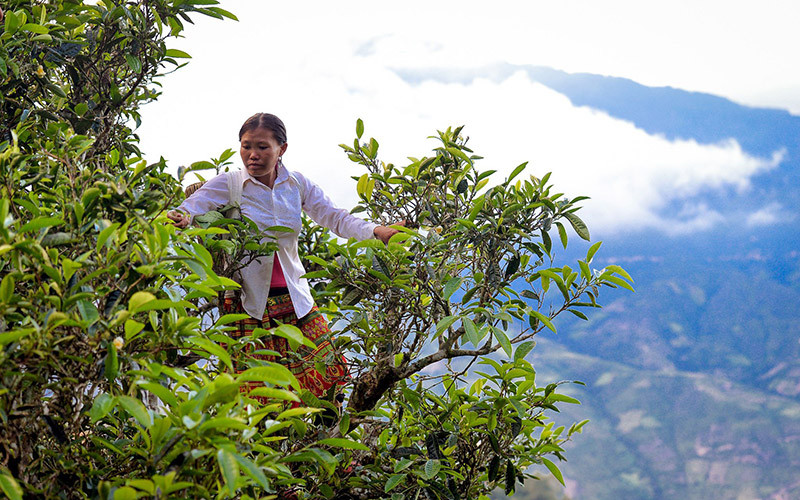 Những gốc chè Shan tuyết cổ thụ trăm năm tuổi có giá trị rất cao.