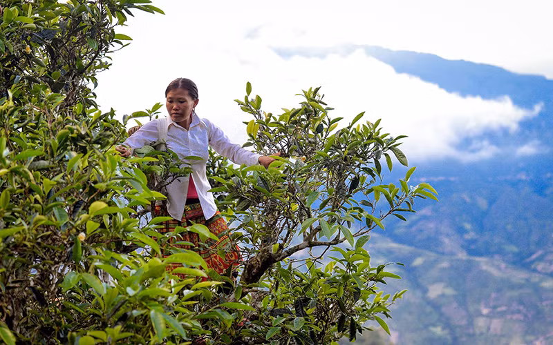 Những gốc chè Shan tuyết cổ thụ trăm năm tuổi có giá trị rất cao.
