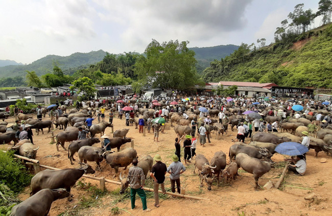 Chợ trâu, bò Nghiên Loan (Pác Nặm) là điểm tiêu thụ ổn định trâu, bò vỗ béo của tỉnh Bắc Kạn.
