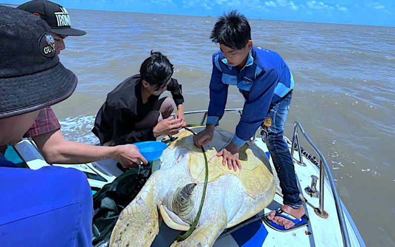 Lực lượng chức năng Cà Mau thả con vích hơn một tạ về với biển, vị trí thả cách cửa biển Sông Đốc khoảng 2km.