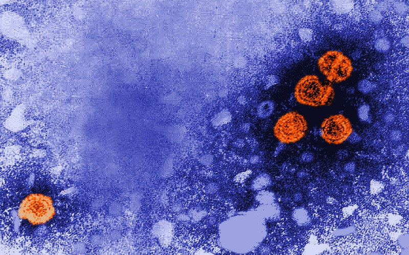 Hình ảnh dưới kính hiển vi của virus viêm gan B, được biểu thị bằng màu cam. (Ảnh: CDC Mỹ)