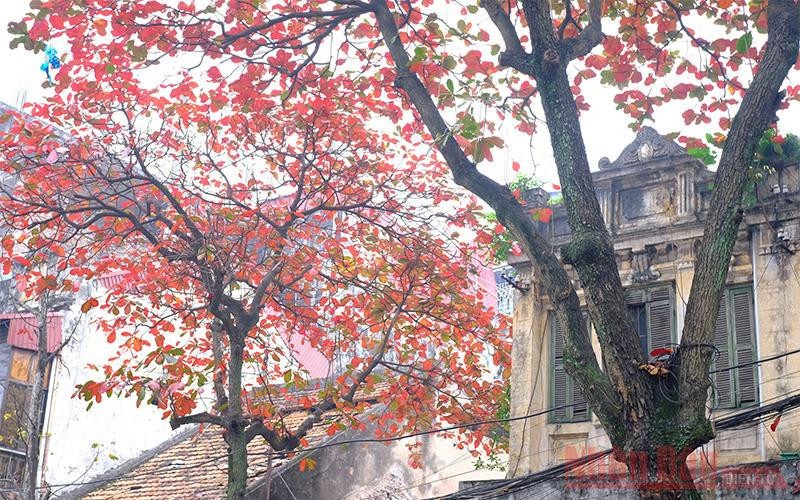 Hà Nội rực rỡ trong sắc bàng thay lá