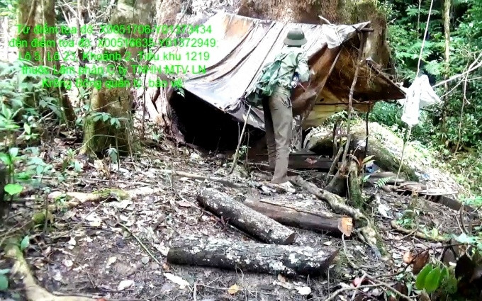 Lâm tặc ngang nhiên dựng lán trại tại Tiểu khu 1219, thuộc lâm phần do Công ty lâm nghiệp Krông Bông quản lý để khai thác gỗ.