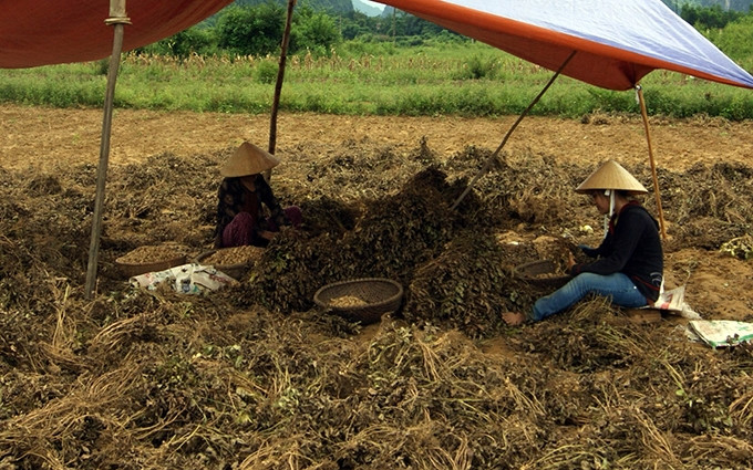 Người dân xã Trung Hóa, huyện Minh Hóa (Quảng Bình) thu hoạch lạc.