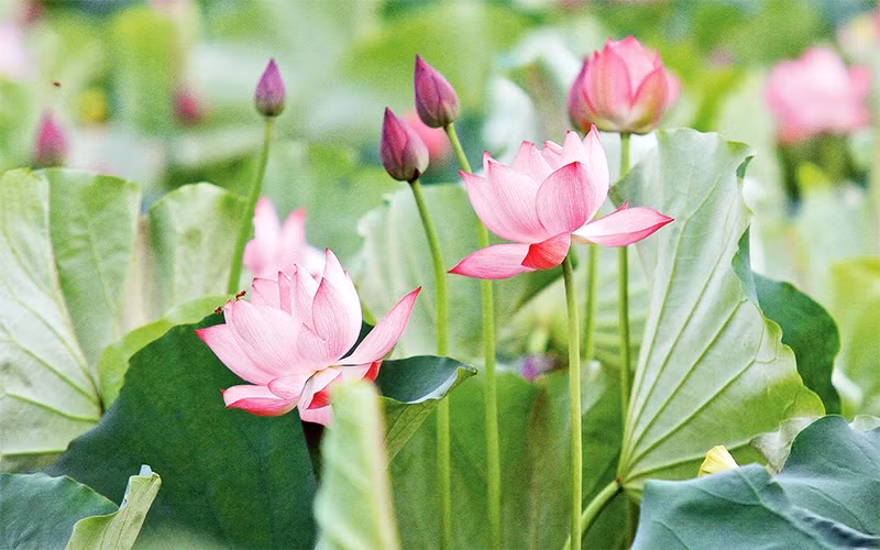 Ðầm sen hồ Tây. Ảnh: NGUYỄN NAM