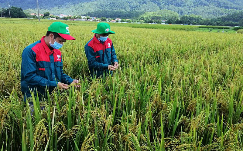 Nhân viên Tập đoàn Quế Lâm kiểm tra chất lượng lúa theo hướng hữu cơ tại xã Yên Phương, huyện Yên Lạc, Vĩnh Phúc. (Ảnh CHU KIỀU)