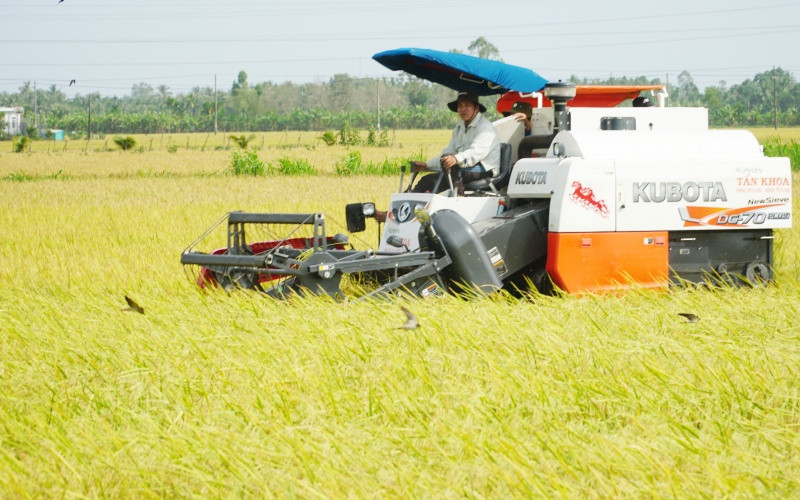 Bà con nông dân tỉnh Sóc Trăng thu hoạch lúa đông xuân. (Ảnh: Nguyễn Phong)