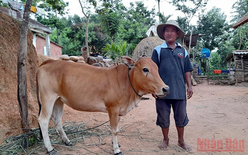 Trao bò cho hộ nghèo miền núi Quảng Ngãi. 
