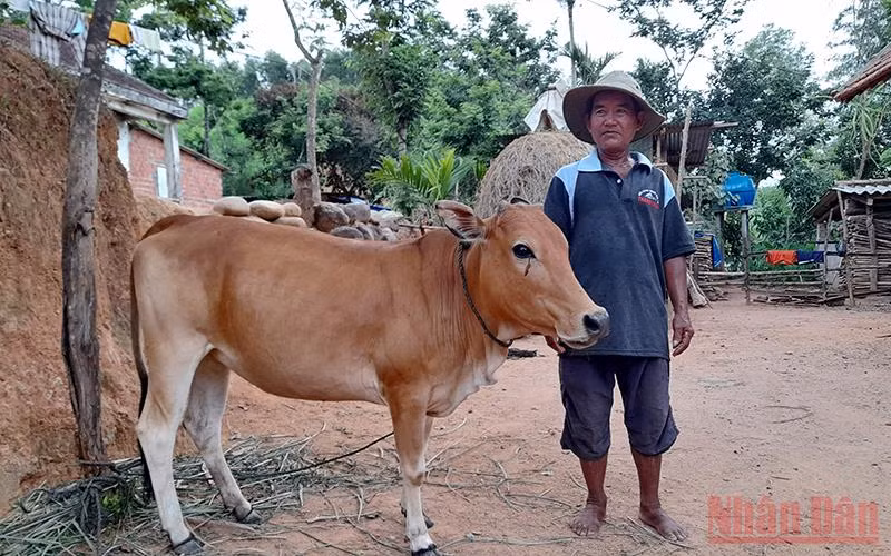 Trao bò cho hộ nghèo miền núi Quảng Ngãi. 
