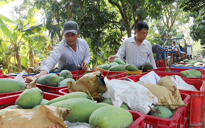 Người dân xã Bình Phước Xuân, huyện Chợ Mới (An Giang) thu hoạch xoài. Ảnh: CÔNG MẠO 