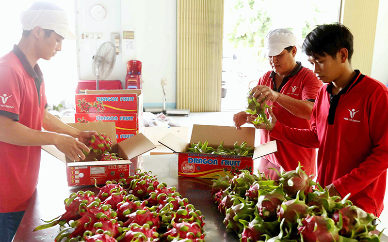 Sơ chế, đóng gói thanh long xuất khẩu tại Công ty Vina T&T Group (Tiền Giang). Ảnh: VŨ SINH