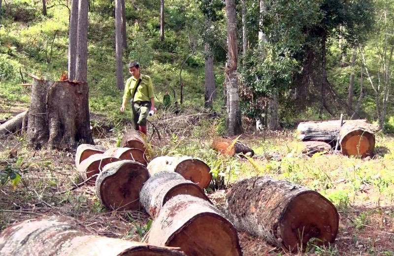 Cây rừng phòng hộ bị cưa hạ cắt thành từng khúc, ngổn ngang giữa rừng phòng hộ.