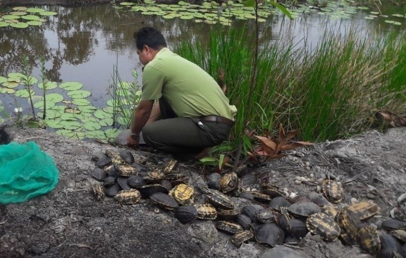 Cơ quan kiểm lâm tiếp nhận các cá thể rùa tại Sóc Trăng. Ảnh: Kiểm lâm tỉnh Sóc Trăng.