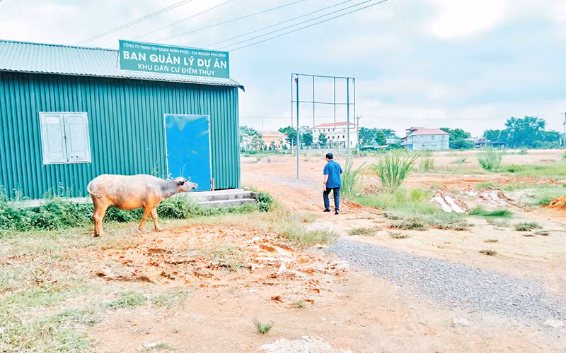 Dự án khu dân cư Ðiềm Thụy, huyện Phú Bình nhiều năm bỏ hoang. 